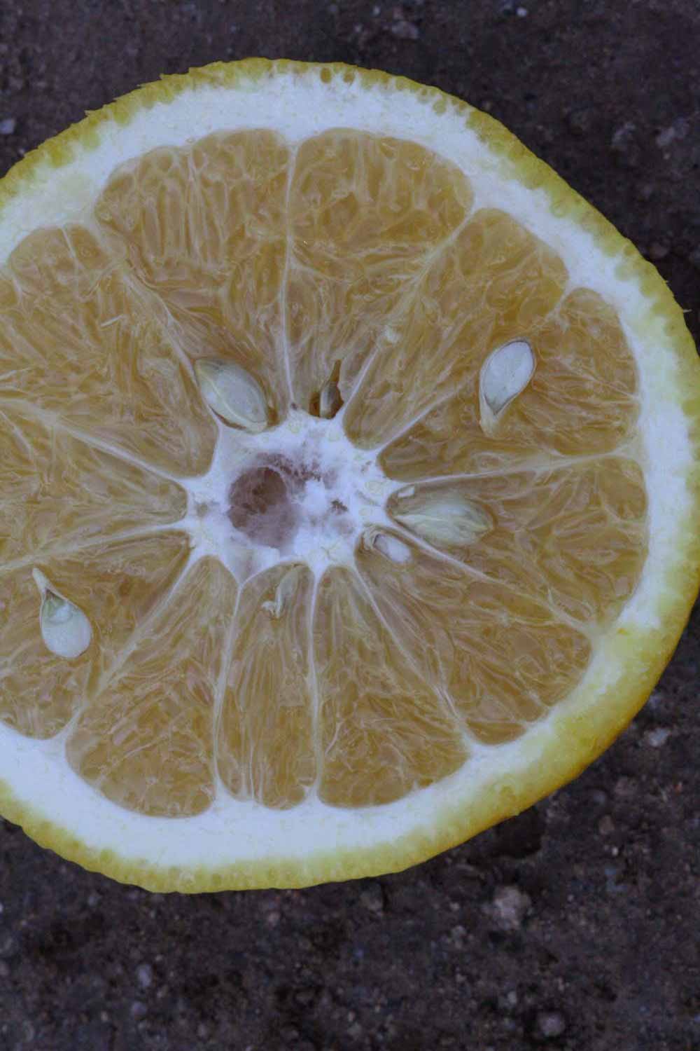              Fruit cross-section (Riverside, CA)       